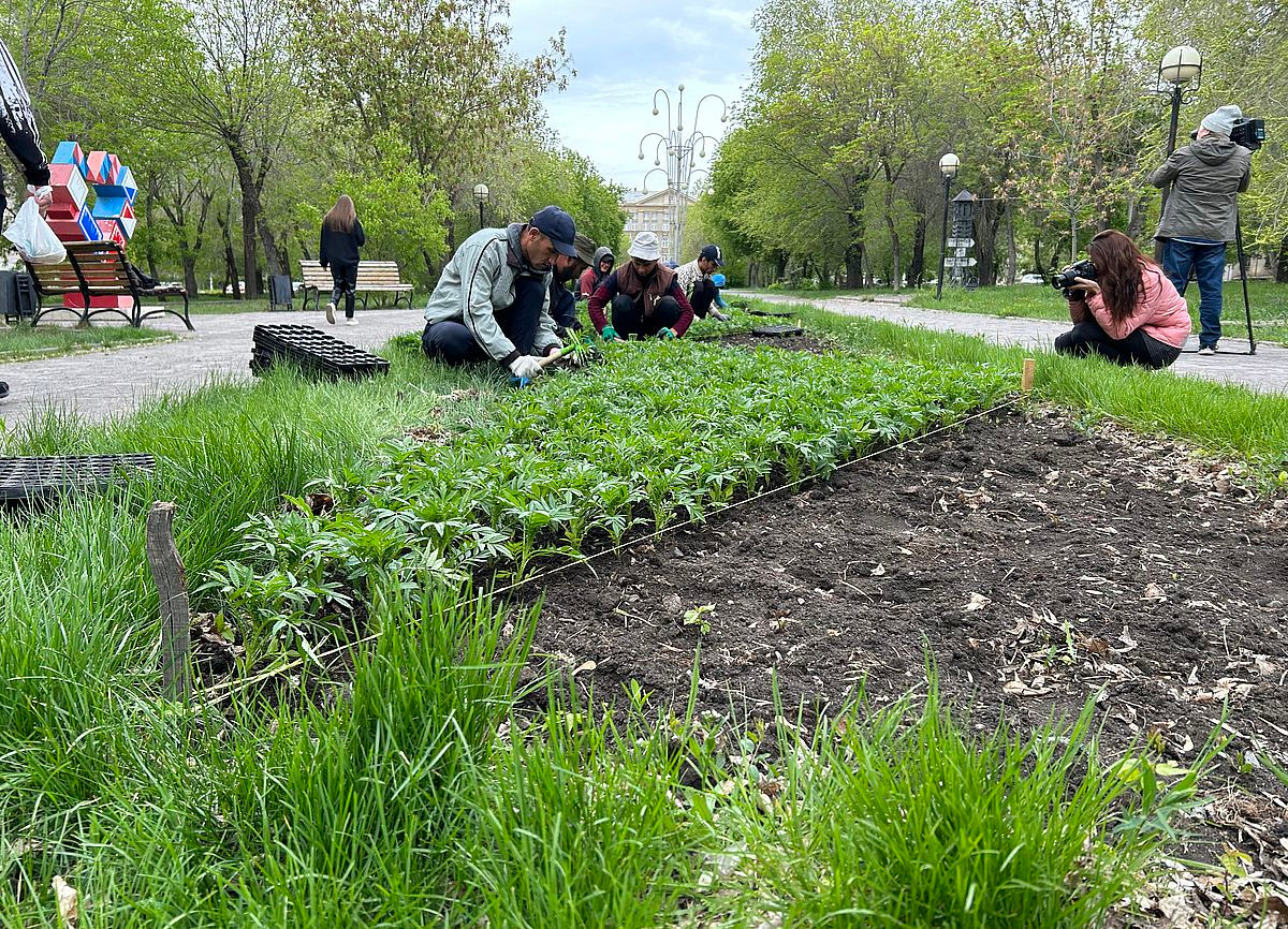 В Магнитогорске до начала июня в клумбы высадят более 620 тысяч цветов |  Верстов.Инфо