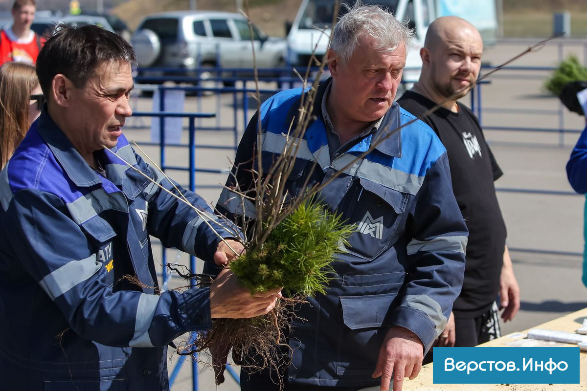 В Магнитогорске горожанам бесплатно раздали 15 тысяч саженцев | Верстов.Инфо