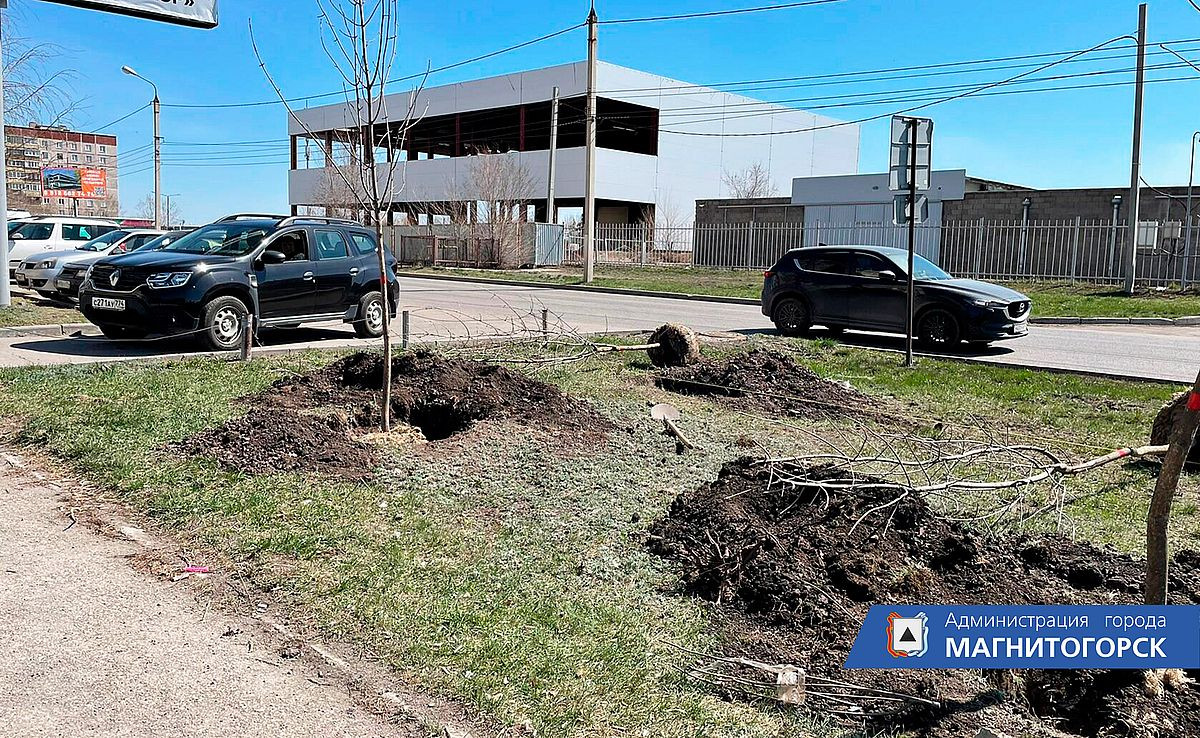 В Магнитогорске продолжается весеннее озеленение: 100 ясеней посадили в  Сиреневом проезде | Верстов.Инфо