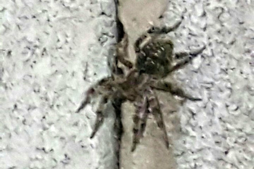 Не смертельно. Жительница Магнитогорска испугалась паука на стене гаража