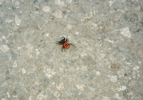 Это самец. В Магнитогорске сфотографировали паука из Красной книги Рязанской области