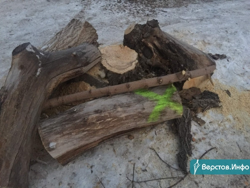 Будут рубить до 31 декабря! В Магнитогорске до конца года спилят деревьев почти на 15 миллионов рублей