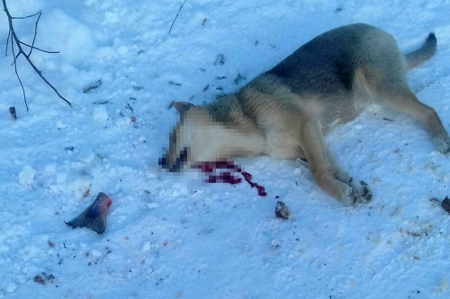 Выжил только Мухтар. В Магнитогорске садовый сторож расстрелял пять собак, находившихся на передержке