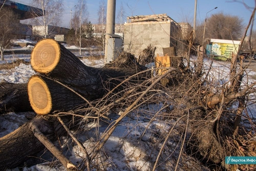 Одни сажают, другие сносят. В Магнитогорске незаконно срубили 56 деревьев, ещё 42 повредили